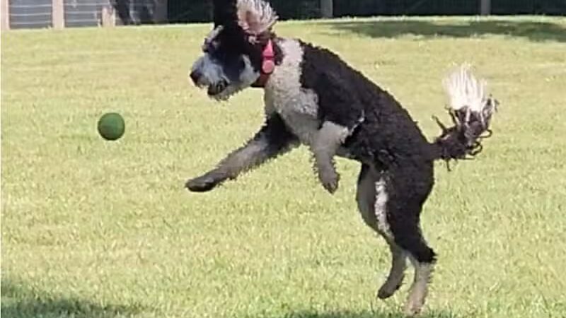 Johnstown (OH) Dog Park - Johnstown, OH