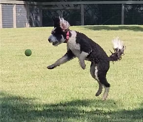 Johnstown (OH) Dog Park - Johnstown, OH