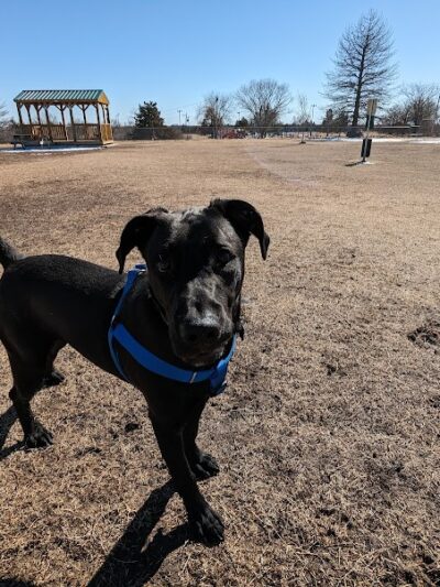 Dog park - Junction City, KS