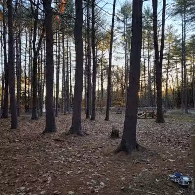 Keene Dog Park - Keene, NH