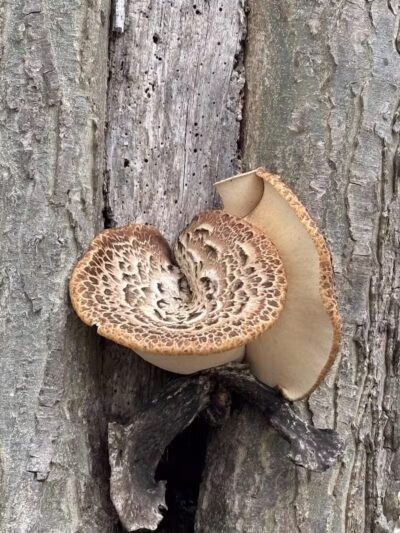 Kelleys Island State Park Picnic Area - Kelleys Island, OH
