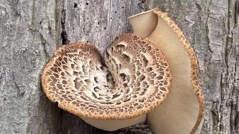 Kelleys Island State Park Picnic Area - Kelleys Island, OH