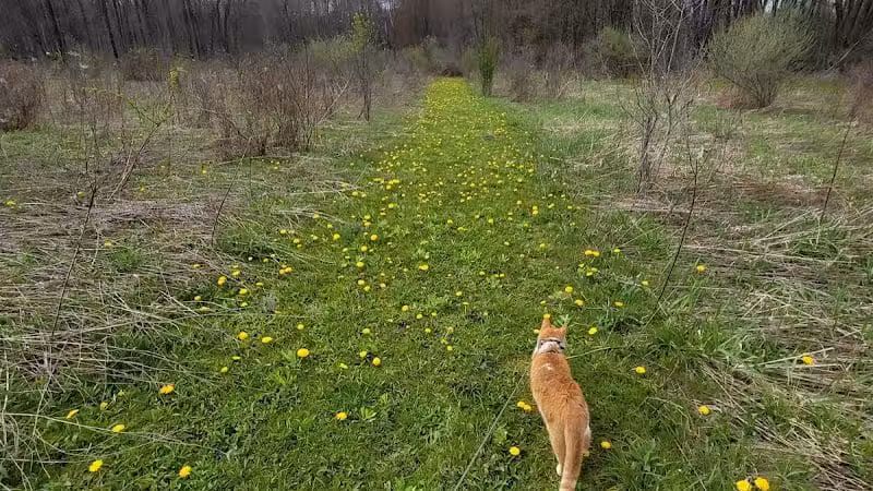 Cranberry Creek Park - Kent, OH