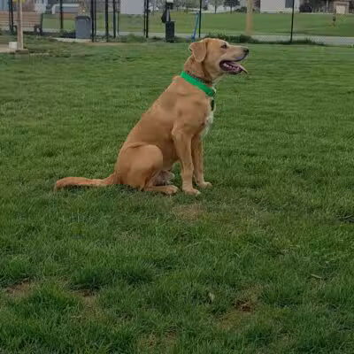 Boy Scout Dog Park - Kenton, OH