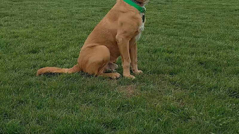 Boy Scout Dog Park - Kenton, OH