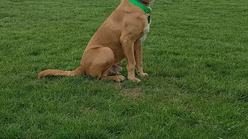 Boy Scout Dog Park - Kenton, OH