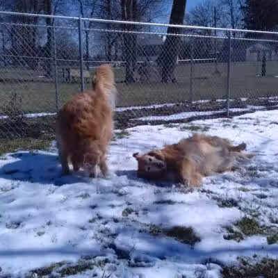 Kenton Bark Park Dog Park - Kenton, OH