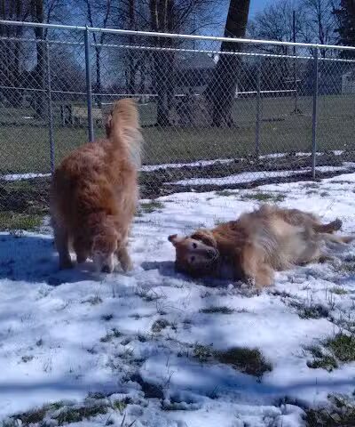 Kenton Bark Park Dog Park - Kenton, OH