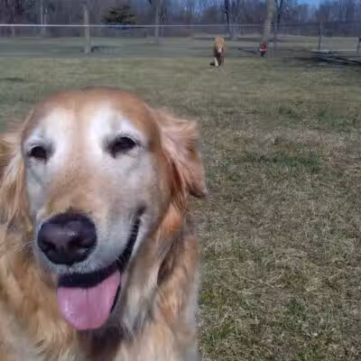 Kenton Bark Park Dog Park - Kenton, OH