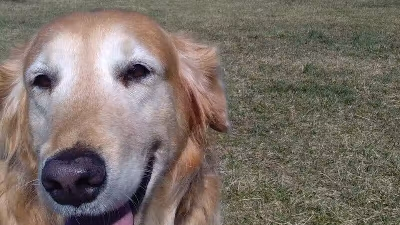 Kenton Bark Park Dog Park - Kenton, OH