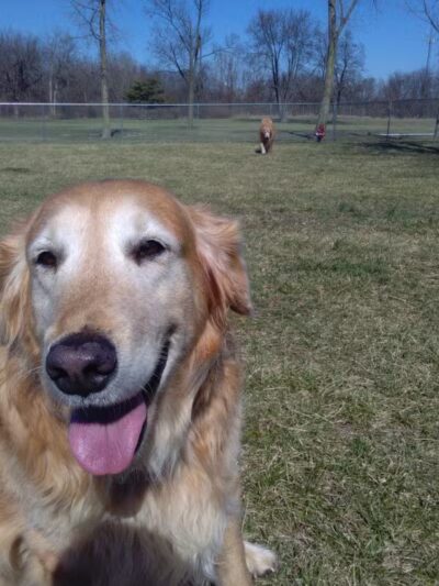 Kenton Bark Park Dog Park - Kenton, OH