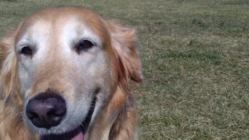 Kenton Bark Park Dog Park - Kenton, OH