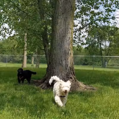 Kenton Bark Park Dog Park - Kenton, OH
