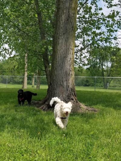 Kenton Bark Park Dog Park - Kenton, OH
