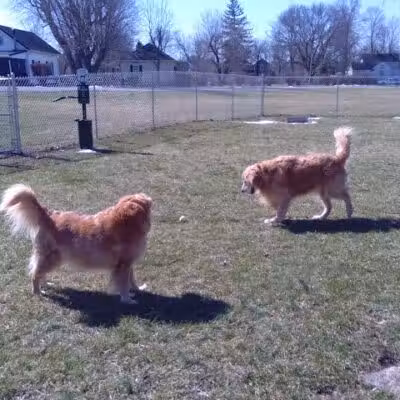 Kenton Bark Park Dog Park - Kenton, OH