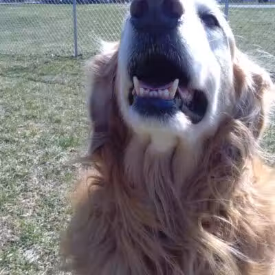 Kenton Bark Park Dog Park - Kenton, OH