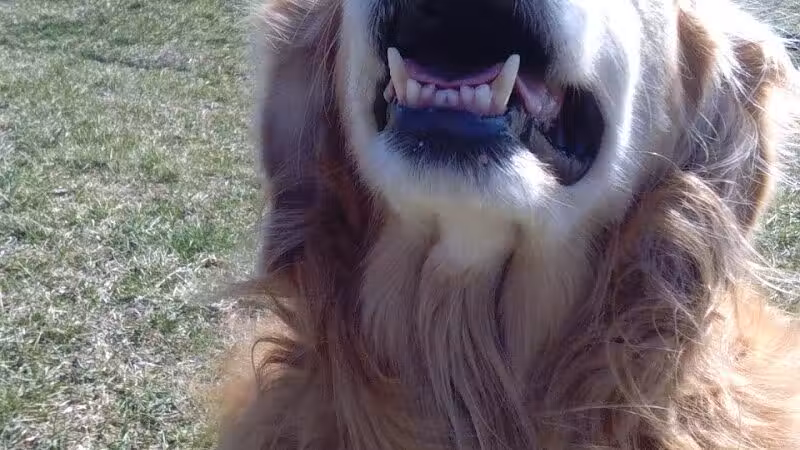Kenton Bark Park Dog Park - Kenton, OH