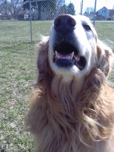 Kenton Bark Park Dog Park - Kenton, OH