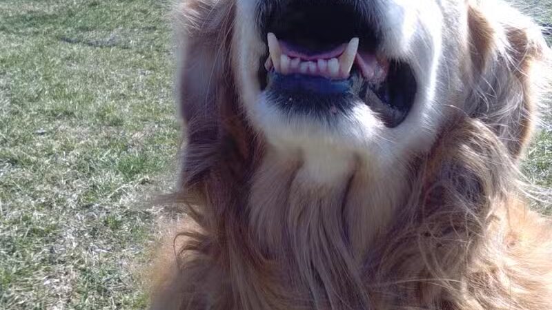 Kenton Bark Park Dog Park - Kenton, OH