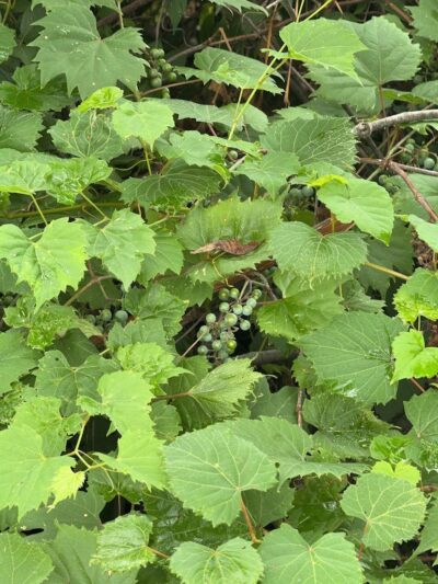 Paw Paw Pavilion - Kettering, OH