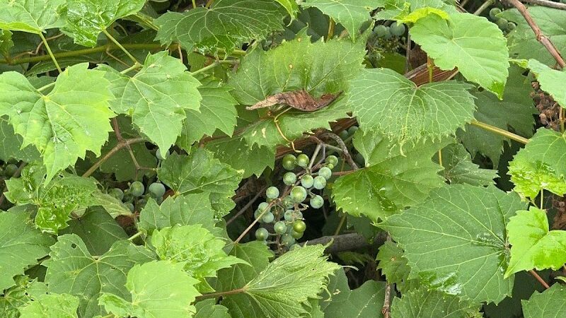 Paw Paw Pavilion - Kettering, OH