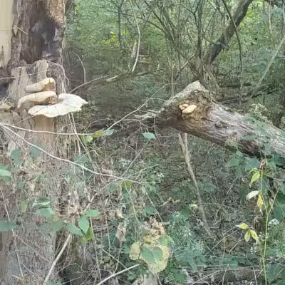 Carter Park - Kings Mills, OH