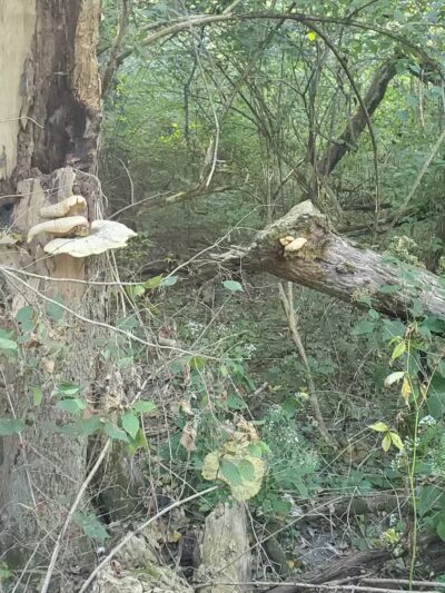 Carter Park - Kings Mills, OH