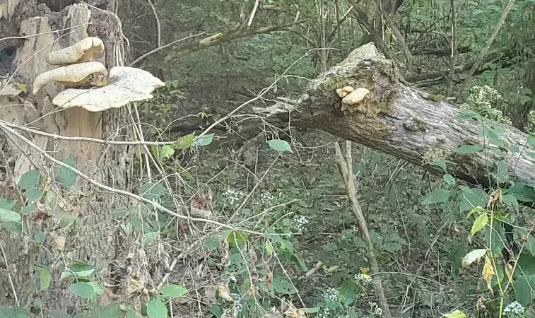 Carter Park - Kings Mills, OH