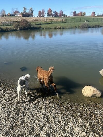 Canine Meadow - Dog Park - Kirtland, OH