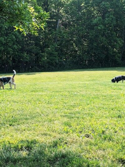 Canine Meadow - Dog Park - Kirtland, OH