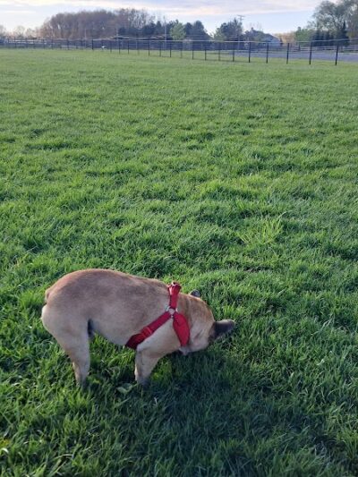 Canine Meadow - Dog Park - Kirtland, OH