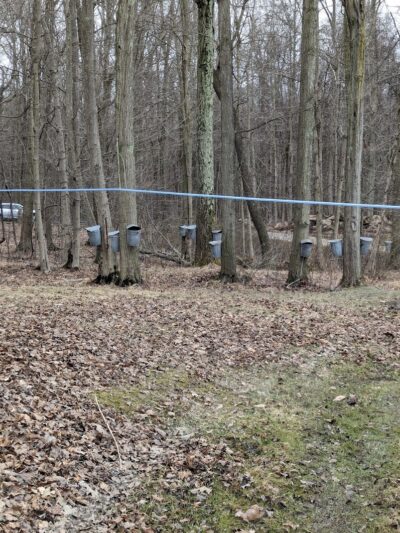 Canine Meadow - Dog Park - Kirtland, OH