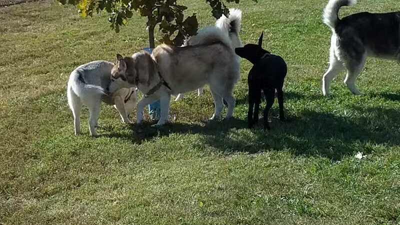 Dog Park Association of Greater Lafayette - Lafayette, IN