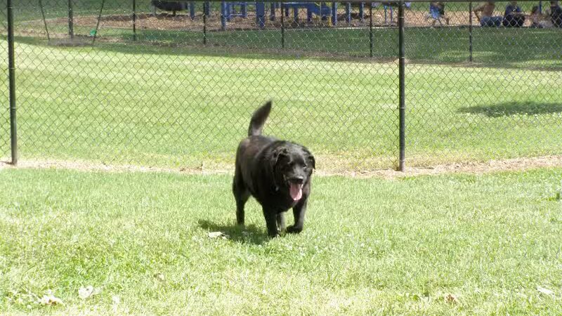 Dog Park Association of Greater Lafayette - Lafayette, IN