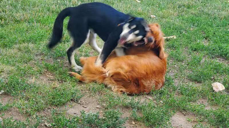 Dog Park Association of Greater Lafayette - Lafayette, IN