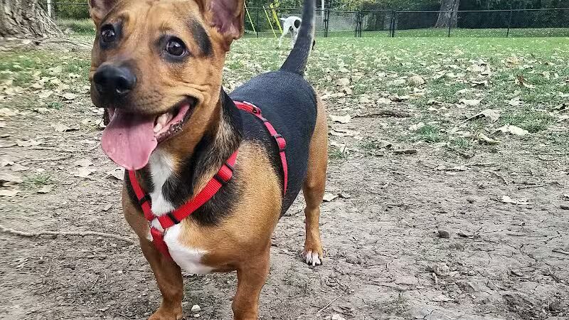 Dog Park Association of Greater Lafayette - Lafayette, IN