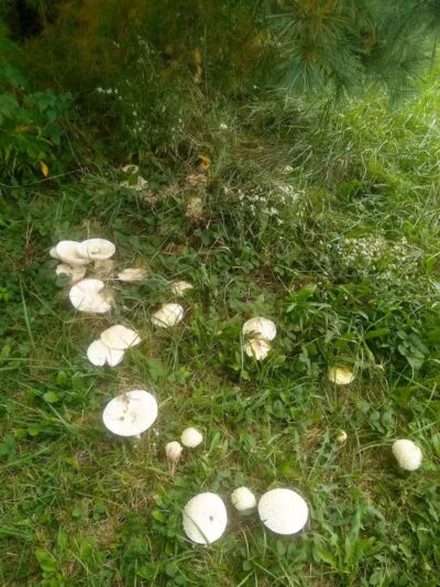 Lagrange Community Park - Lagrange, OH