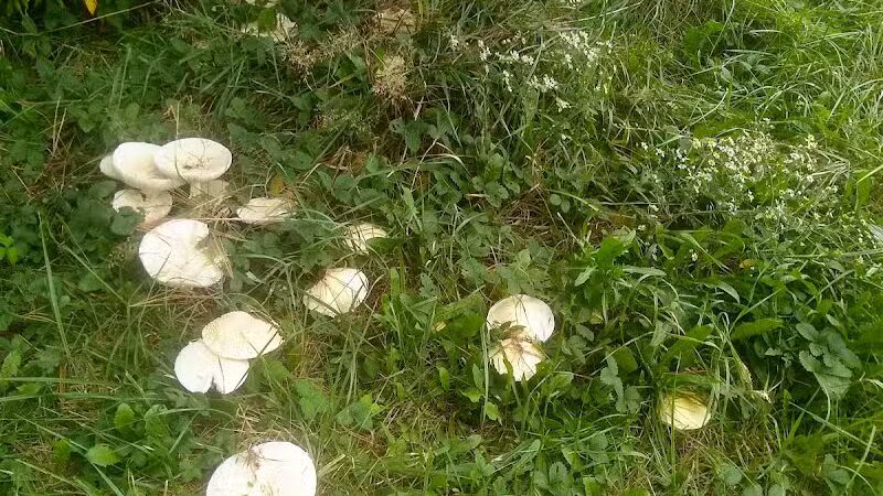 Lagrange Community Park - Lagrange, OH