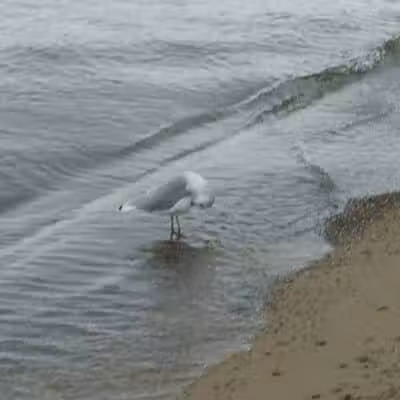 Lake Milton Beach - Lake Milton, OH