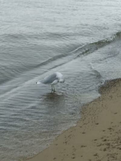 Lake Milton Beach - Lake Milton, OH