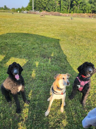 Bark Until Dark Dog Park - Lakeside Marblehead, OH