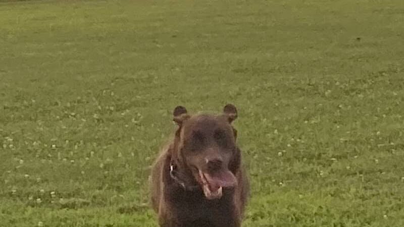 Bark Until Dark Dog Park - Lakeside Marblehead, OH