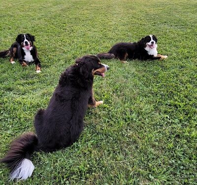 Bark Until Dark Dog Park - Lakeside Marblehead, OH