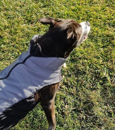 Bark Until Dark Dog Park - Lakeside Marblehead, OH