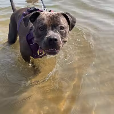 East Harbor State Park Dog Friendly Beach - Lakeside Marblehead, OH