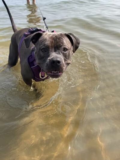 East Harbor State Park Dog Friendly Beach - Lakeside Marblehead, OH
