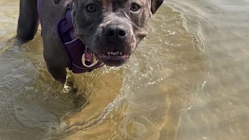 East Harbor State Park Dog Friendly Beach - Lakeside Marblehead, OH
