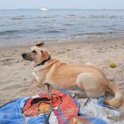 East Harbor State Park Dog Friendly Beach - Lakeside Marblehead, OH