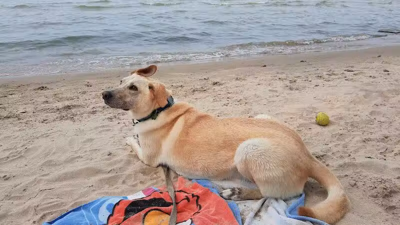 East Harbor State Park Dog Friendly Beach - Lakeside Marblehead, OH