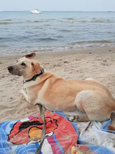 East Harbor State Park Dog Friendly Beach - Lakeside Marblehead, OH